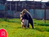 خرس های غول پیکر _ خرس 200 کیلوگرم خوک را زنده خورد _ مستند حیات وحش 2021