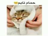 تیک تاک / گربه کیوت بعد از حمام