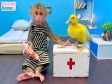 کمک کردن پرستار میمون به جوجه اردک