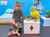 پرستار میمون به جوجه اردک کمک می‌کند