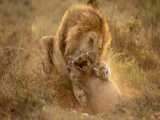 ۷ لحظه شکار وحشیانه توسط شیر و پلنگ - مستند حیات وحش