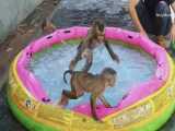 شنا کردن میمون های بازیگوش در وان بادی