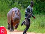 خطرناک ترین حیوانات آفریقا _  هیپوپوتامو خطرناک ترین حیوان در آفریقا است