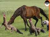 اژدهای کومودو بی رحمانه یک اسب را می خورد!!_ زنده خواری حیوانات وحشی 2021