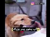 کار عجیب سگ