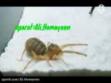 تارانتولای پرنده خوار سالمون غول پیکر توسط عنکبوت شتری به قتل رسید!!
