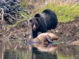 6 شکار دیوانه کننده حیوانات | لحظات خشمگین خرس های گرسنه