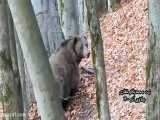 احوالپرسی فعال محیط زیست مازندرانی با خرس قهوه‌ای در جنگل!