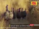 پرش حیرت انگیز گربه وحشی (کاراکال) برای شکار پرندگان !!!!!