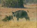 نبرد حیوانات وحشی - شیرها بچه گوریل را شکار می کنند - مستند حیات وحش 2021