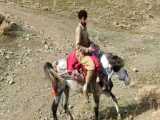 کره اسب  وحشی / کلیپ جدید اسب سواری با اهنگ
