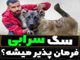 سگ سرابی تربیت میشه یا نه؟
