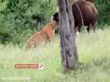 حیات وحش، شکار بوفالو توسط ببر/حمله ببر برای شکار
