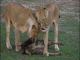 شکار کردن حیوانات توسط شیرهای وحشی - حیات وحش