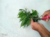 آموزش روش قلمه زدن گیاهان در شن و ماسه در خانه 