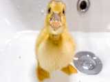 شنا کردن جوجه اردک برای اولین بار