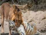 مستند حیات وحش - شیر در مقابل ببر - مبارزه حیوانات وحشی