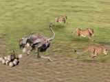 10 حیوان برتر هنگام حمله به شترمرغ | شترمرغ در مقابل حیوانات