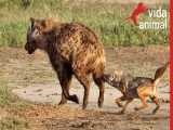 جنگ حیوانات وحشی - شغال دیوانه با عصبانیت به کفتار حمله می کند - حیات حیوانات