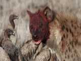 مستند حیات وحش - ۷ شکار دیوانه‌وار - شکارهای کفتار - حمله حیوانات