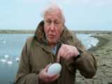 تخم پرنده، اولین خط دفاعی طبیعت | شگفتی تخم مرغ دیوید اتنبرو | مستند حیات وحش