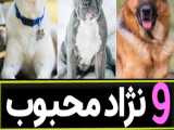 9 نژاد سگ محبوب ایرانی ها