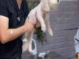 علت لیسیدن کف دست و پای سگها به همراه معاینه یک سگ کوچیک سفید