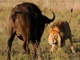 نبرد حیوانات در حیات وحش | رویارویی شیر مقابل بوفالو