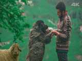 چوپان حسن و سگش دومان - فیلم مستند