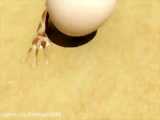 برنامه کودک جدید - انیمیشن اسکار - شکار تخم مرغ