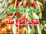 فروش نهال سنجد اصلاح شده صادراتی حاج حسین ۰۹۱۴۸۲۸۶۳۴۱