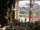 گل های خونه ما