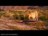 ویدیویی تازه از یوزپلنگ ایرانی در پارک ملی توران