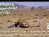 یوزپلنگ ایرانی و پلنگ ایرانی در پارک ملی توران