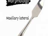 آناتومی و مورفولوژی لترال ماگزیلا بخش عملی 2 ( دکتر تجزیه چی )