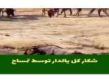 کلیپ حمله حیوانات / شکار کل یالدار توسط تمساح / حیوانات جدید