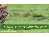 کلیپ حمله حیوانات / شکار بچه غزال توسط دو یوزپلنگ / حیوانات