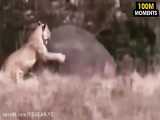 جنگ حیوانات / وقتی شیرها بوفالوهای عصبانی را اذیت می کنند  / حیات وحش 1400