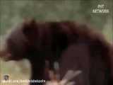 درگیری های چشمگیر حیوانات / حیات وحش گرفتار دوربین  خرس ، بابون ، شیر