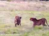 15 توله عجیب یوزپلنگ در تلاش برای شکار / شکار حیوانات وحشی / حیات وحش 1400