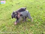 BiBi has fun play with Bely dog in the meadow