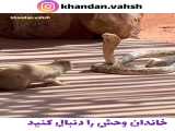 نبرد و حمله حیوانات / حملات خدنگ زرد به مار کبری / حیوانات وحشی
