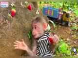 بچه میمون و برداشت توت فرنگی و میوه