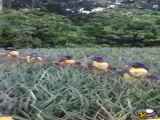 برداشت جالب آناناس در مزرعه