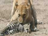 نبرد شیر و کفتار - شیر زن توسط 20 کفتار تحقیر می شود ، شیر نر برای نجات همسر