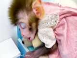 Baby monkey Bon Bon goes to do the laundry and playing with the Chicken So cute