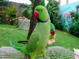 توپ بازی کردن نبات:::طوطی برزیلی باهوش و سخنگو