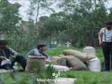 آیموری