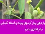 (گردوژنوتیپ)نهالستان منصورمهدیزاده