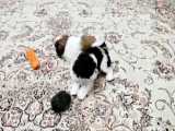 توله شیتزو فلت | Shihtzu Flat Puppy